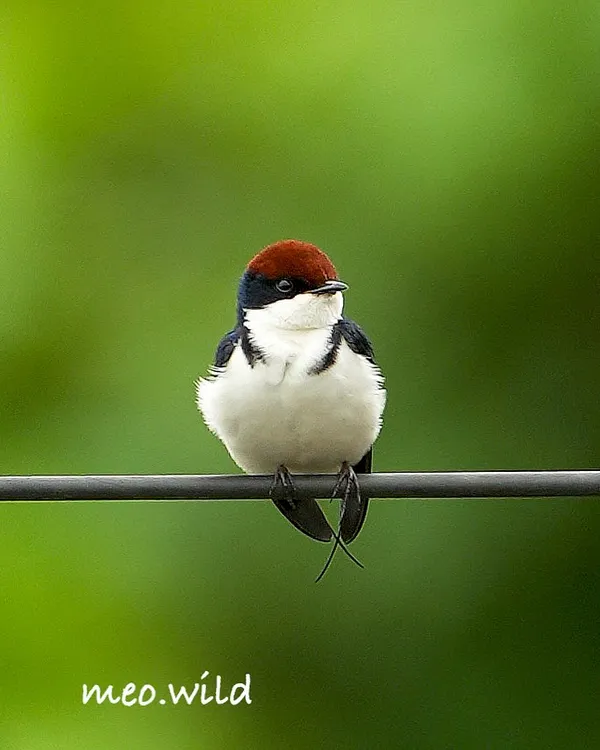 It doesn't get much cuter than this. An immature Wire-tailed Swallow, with its fluffy feathers and short tail wires, sits patiently on a line, waiting for its parents.