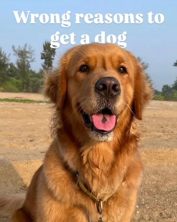 Before you bring a dog home, it's crucial to make sure you're doing it for the right reasons. This series breaks down some of the most common, but misguided, reasons people get a dog.