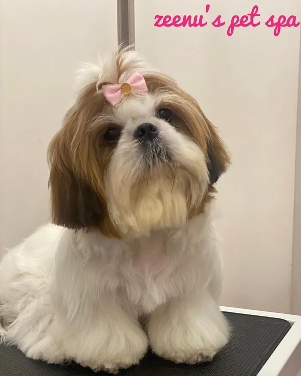 A classic Shih Tzu look with a neat body trim and a cute top knot bow. This style keeps the hair out of her eyes and makes her look extra pretty.