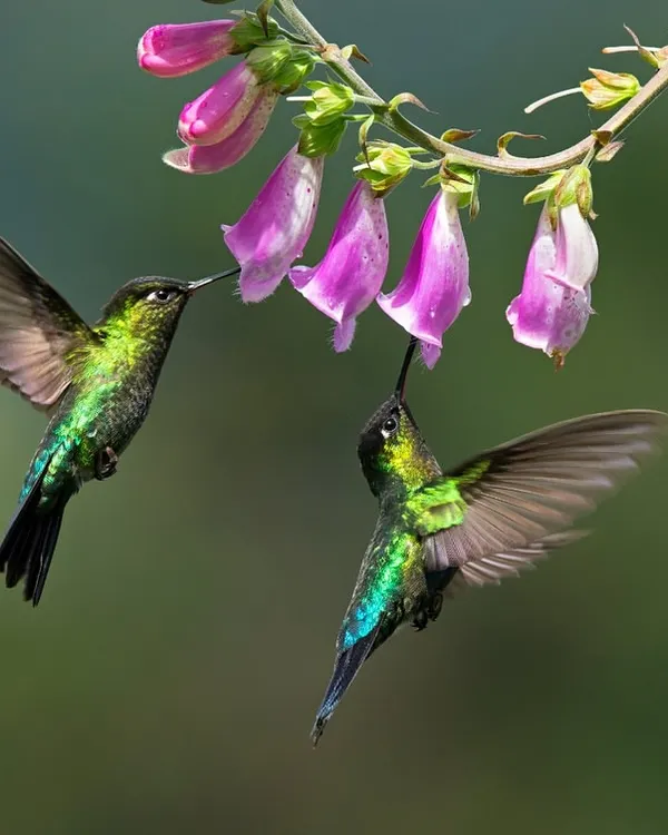 A perfect moment of symmetry as two Talamanca hummingbirds feed from bell-shaped flowers in Costa Rica. Their wings are frozen in motion, showcasing their incredible aerial control.