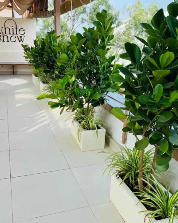 The entrance to 'The White Cashew' cafe, featuring our plantscaping design. We used elegant white planters with Ficus plants and spider plants to create a clean, green, and inviting entryway for diners.