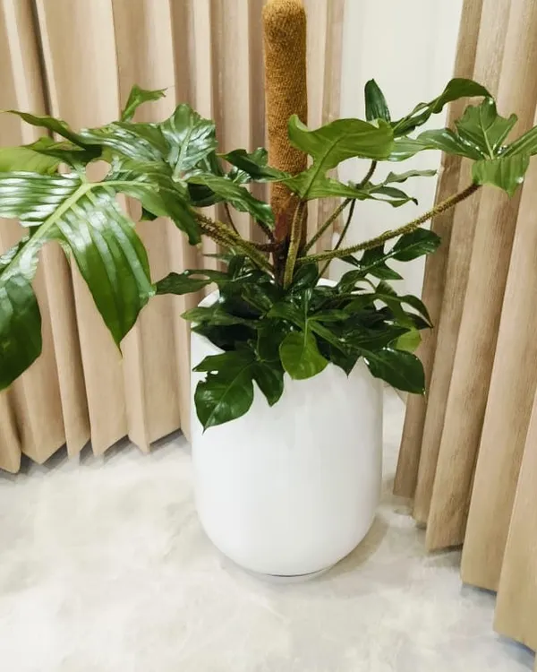 A beautiful Philodendron in a glossy white FRP planter, supported by a moss stick. This is a great statement plant for a bright corner in a home or office.