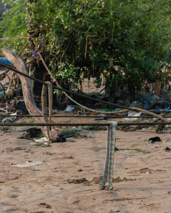 A grim discovery on a Mumbai shore. This Hook-nosed Sea Snake and a File Sea Snake were killed and hung on a boat, likely out of fear. This is the reality we are trying to change through education.