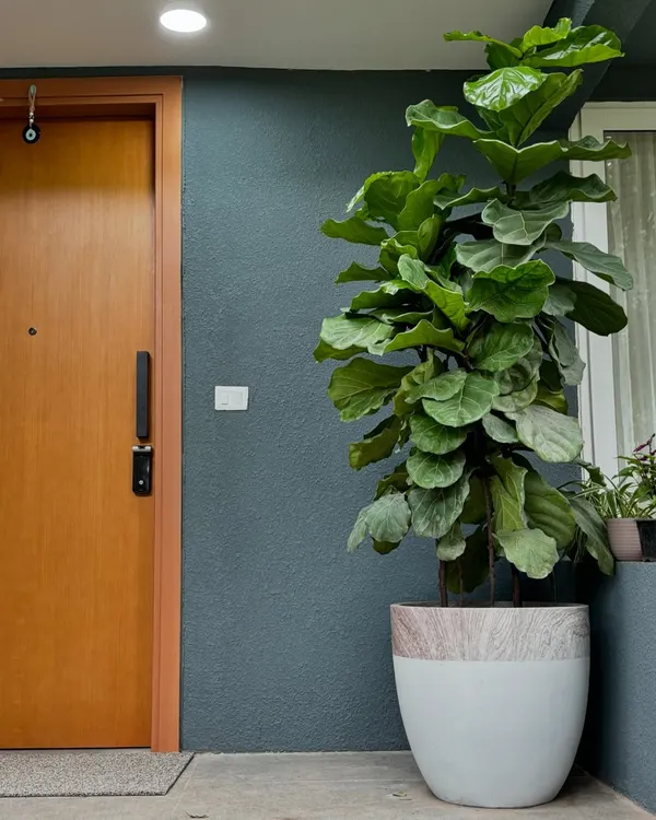 This is what I mean by making an entrance. We found this gorgeous Fiddle Leaf Fig and paired it with a beautiful made-in-India FRP planter to create a welcoming vibe right at the front door. It’s been thriving for two months now, and it just shows how the right plant in the right spot can make all the difference.