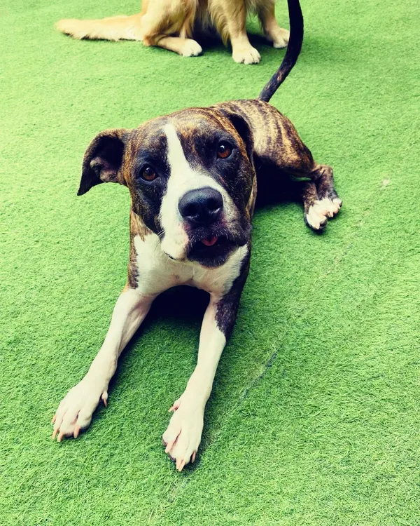 This beautiful brindle dog is relaxing on the turf but keeping an eye on the action. We make sure every dog has space to themselves when they need it.