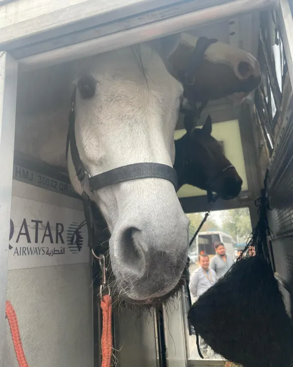 A close-up of our new horses arriving from overseas. We invest in high-quality equine partners to ensure our riders have the best opportunity to succeed.