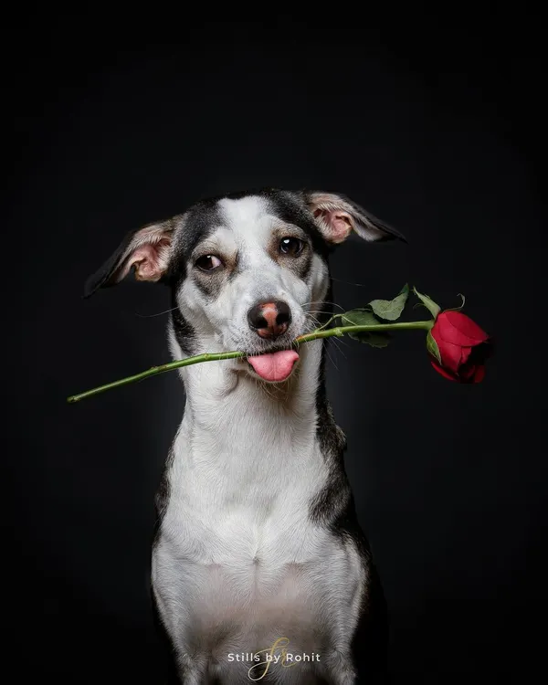 Will you accept this rose? This charming indie dog, Oscar, is ready to steal your heart with his romantic gesture for our Valentine's Day shoot.