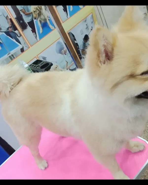 This is the result we aim for with every groom: a happy, healthy, and beautifully styled pet. This Pomeranian is looking fresh and feeling great after a full grooming session, including a haircut and blow-dry to make its coat extra fluffy.