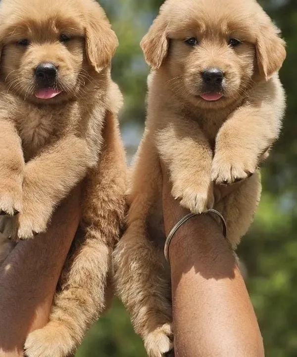 This is the quality we are known for. These two beautiful Golden Retriever puppies have thick coats, great bone structure, and the gentle temperament the breed is famous for. All our pups are from healthy, vaccinated parents.
