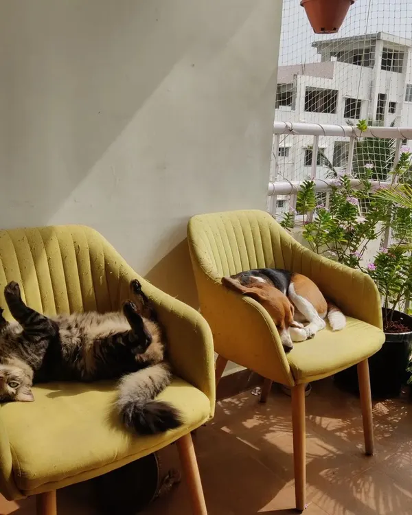 This is what a peaceful, sunny afternoon looks like when I'm pet sitting. Rossi the beagle and Reiki the cat are the best of friends and love soaking up the sun together on their balcony. I am experienced in caring for multi-pet households with both dogs and cats, ensuring everyone feels safe and happy.
