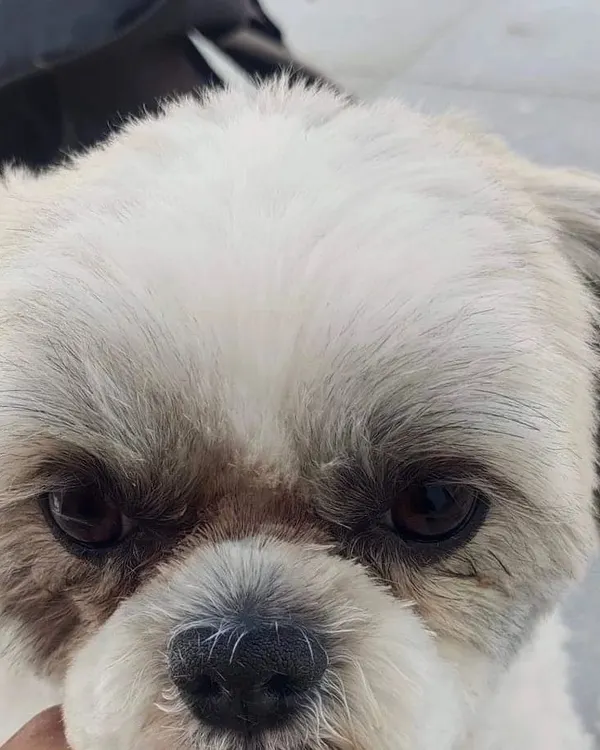 Before grooming. This Shih Tzu's face has overgrown hair, which can make it hard to see and eat.