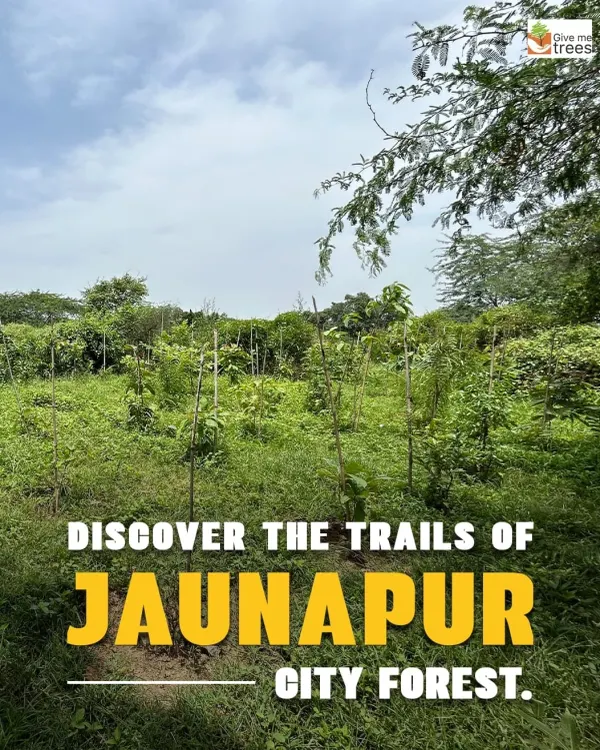 Welcome to our Jaunapur City Forest. This is one of our oldest and most established sites in Delhi, a vital green lung for the city where we conduct many of our nature walks and community programs.