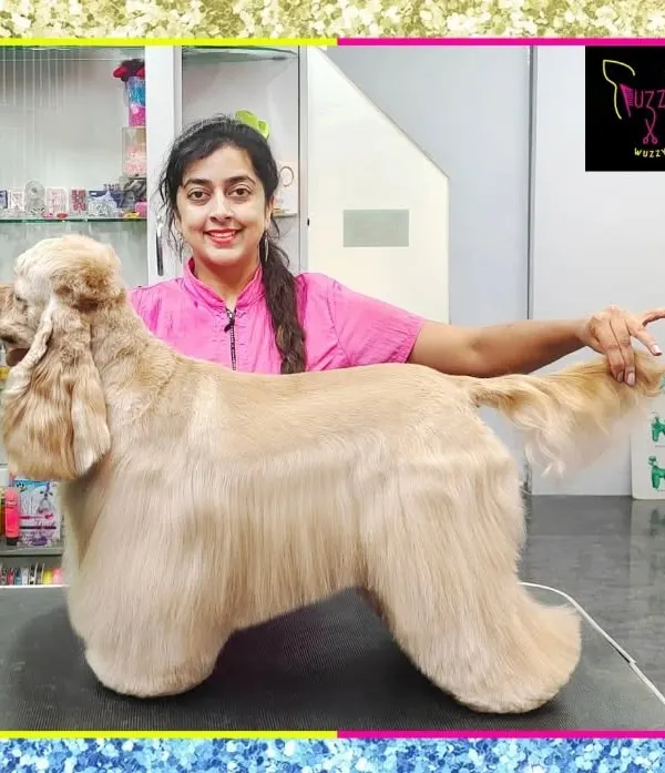 This is Oscar, a stunning American Cocker Spaniel, looking his absolute best after a full grooming session. We meticulously shaped his coat to highlight the breed's elegant lines, a skill we teach in our advanced courses.