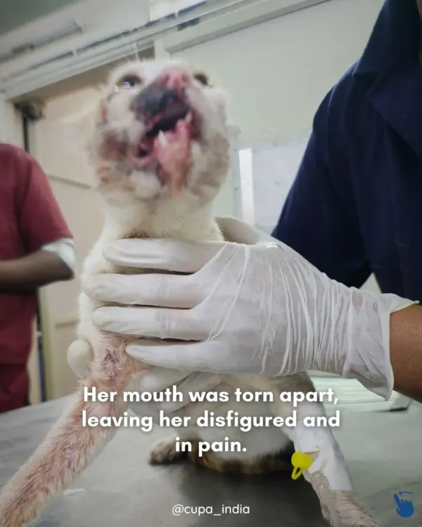 This community cat was brought to us after an accident left her mouth torn apart, disfigured, and in extreme pain. These are the critical cases our Trauma Center is here for.