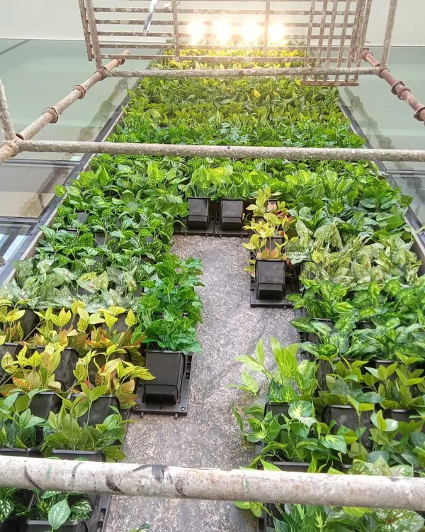 A behind-the-scenes look at a large vertical garden installation. Here you can see the base panels and how individual plant clusters are attached to create the final design.