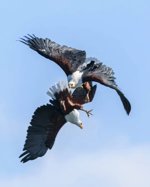 A rare moment of high-altitude drama as two African Fish Eagles lock talons in a territorial dispute over Lake Naivasha. Capturing such aerobatic combat requires immense patience and quick reflexes, showcasing the raw, untamed nature of these magnificent birds of prey.
