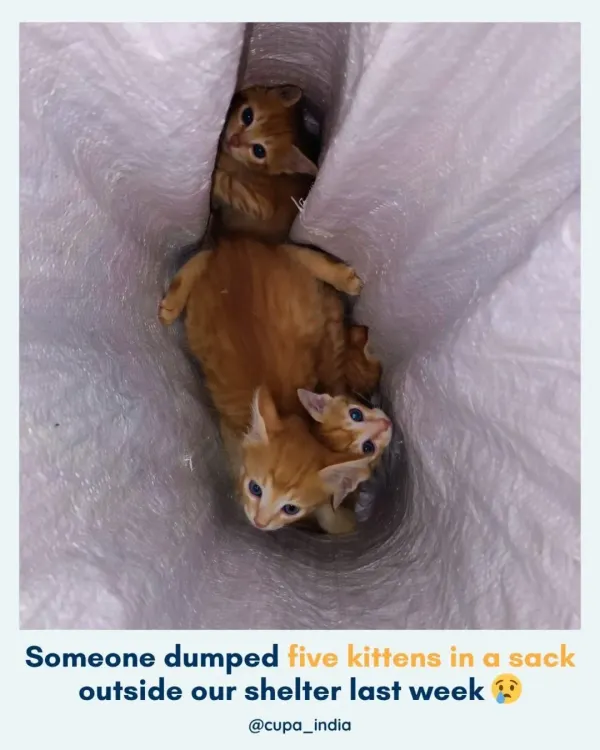 Urgent adoption appeal. These five ginger kittens were cruelly dumped in a sack outside our shelter. They are healthy and in desperate need of loving homes.