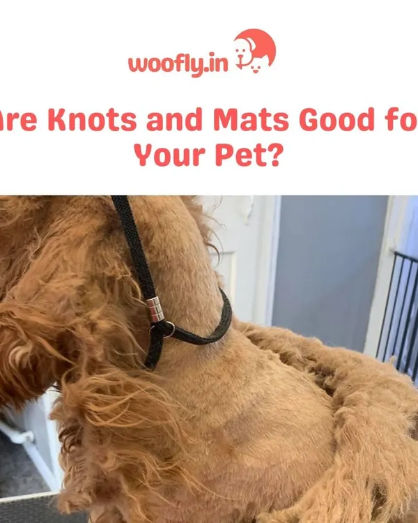 This image shows severe matting, which can be very painful. Regular professional grooming is not just for looks; it's essential to prevent this kind of discomfort and keep your pet's skin healthy.
