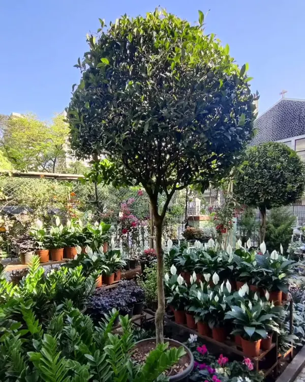 Welcome to our garden center in Chembur. We've curated a lush space filled with a wide variety of farm-raised plants, from towering topiaries to vibrant peace lilies, all waiting to find a new home.
