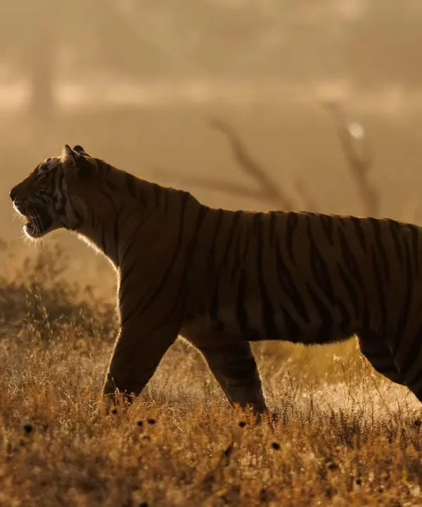 A backlit shot of a tigress in Ranthambore on a crisp winter morning. Instead of a standard portrait, we positioned ourselves against the light to create this memorable, atmospheric photograph.