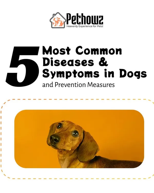 Being able to recognize signs of illness is vital for your dog's health. This guide introduces five common diseases in dogs, outlining their symptoms and the preventive measures you can take.