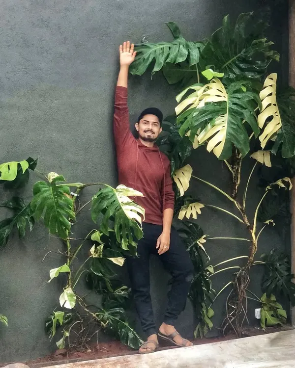 We recently let go of some of our largest Variegated Monsteras for a client's double-height wall. We can't wait to see them take over and create a living masterpiece.
