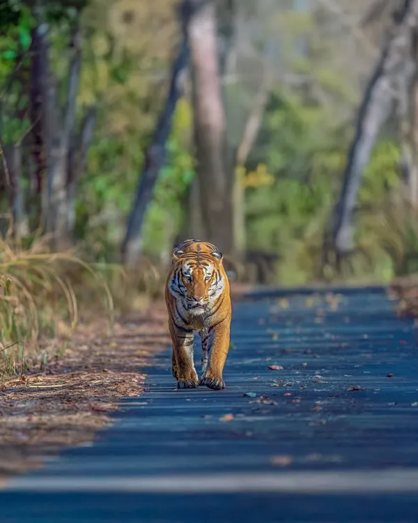 This is 'Rocket', a truly impressive male tiger from the Terai forests of Pilibhit. Seeing him walk head-on down the jungle path, with that intense and confident gaze, is a moment that makes your heart stop.