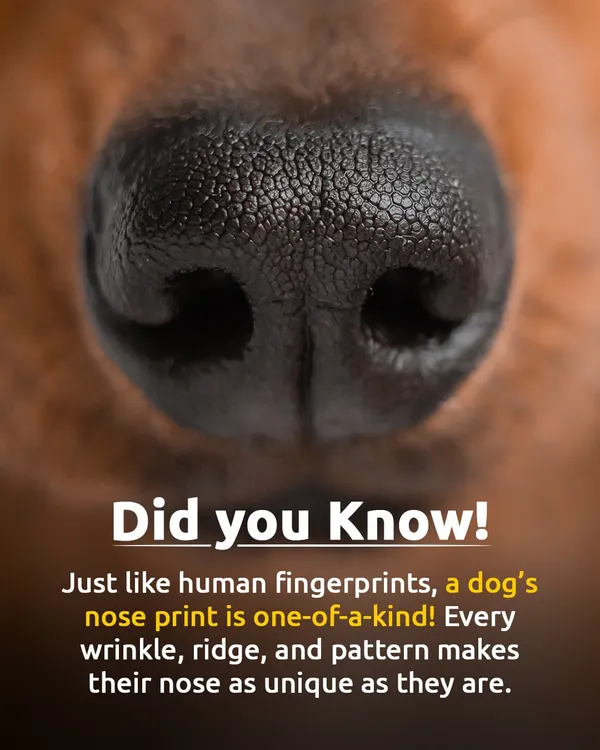 Did you know a dog's nose print is as unique as a human fingerprint? Every wrinkle, ridge, and pattern makes their nose one-of-a-kind, just like them.