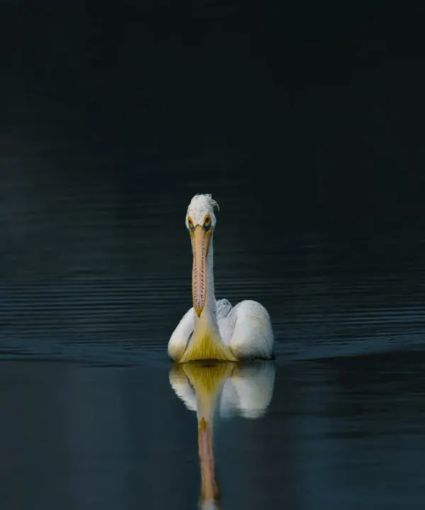A Spot-billed Pelican glides silently across the dark, still water. The reflection and the low-key lighting create a powerful, minimalist composition that feels both peaceful and majestic.