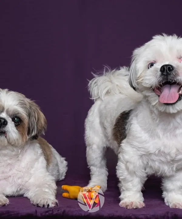 Two adorable Shih Tzus posing perfectly against a rich purple backdrop. Studio sessions are great for capturing these clean, classic sibling portraits.