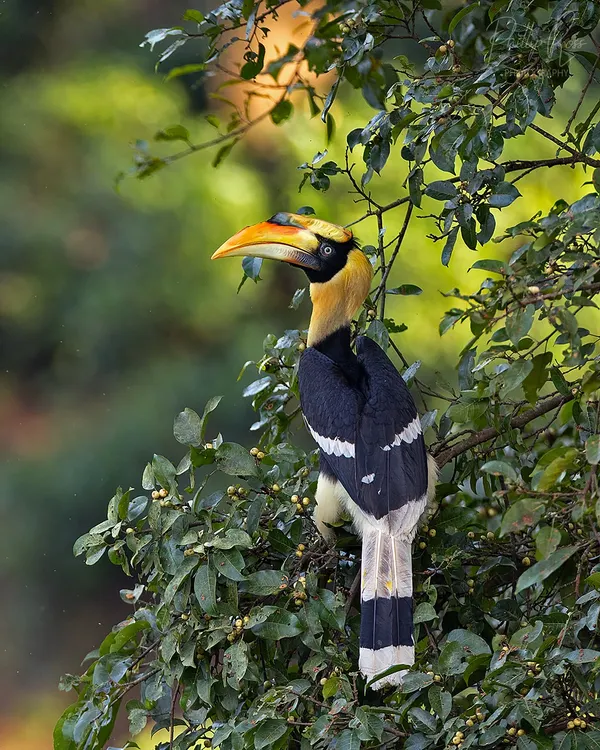 A magnificent Great Indian Hornbill perched on a fruiting tree in the Anaimalais. This classic portrait showcases the bird's impressive size and vibrant casque.