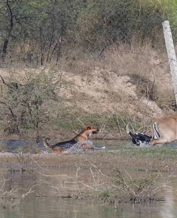 On a wintry day near Jaipur, I witnessed this grim chase. A pack of feral dogs had cornered a Nilgai, India’s largest antelope. This is a difficult but necessary story to tell, highlighting the rising threat that free-ranging dogs pose to our native wildlife, a conflict often overlooked.