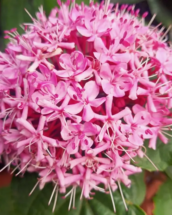 The Clerodendrum bungei, or Mexican Hydrangea, produces these stunning, globe-like clusters of bright pink flowers. It's a fragrant and eye-catching shrub for any garden.