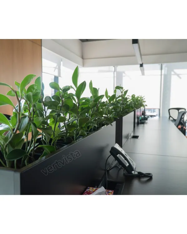 We believe a greener workspace is a more productive one. Here, we've used sleek, modern desk planters filled with lush Peperomia plants to create a natural partition and bring fresh air into this office environment.