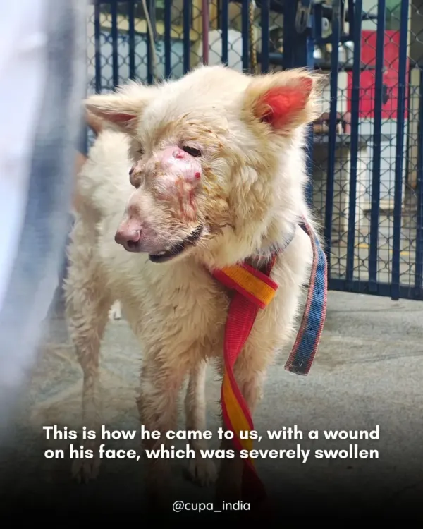 This is how this community dog came to us, with a painful wound and a severely swollen face. It's a common sight, but one we are always prepared to treat.