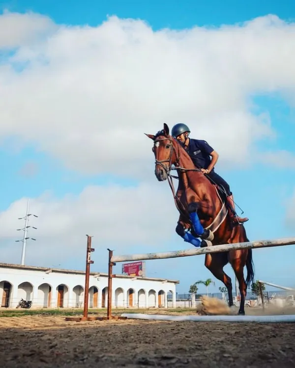 An experienced rider and horse in perfect sync, clearing a jump in our training arena. This is where dedication and skill come together in our advanced show jumping program.