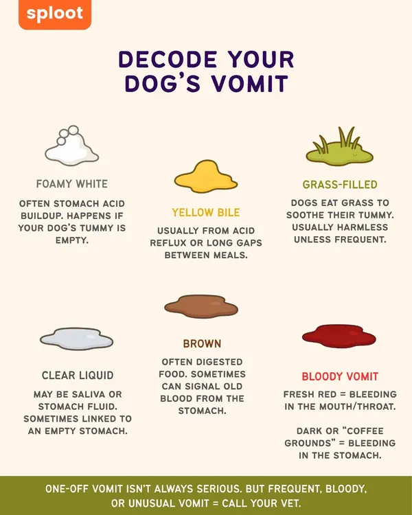 It can be alarming when your dog vomits. This guide helps you decode what different types of vomit might mean, from harmless foamy white bile to more serious signs that require a vet visit.
