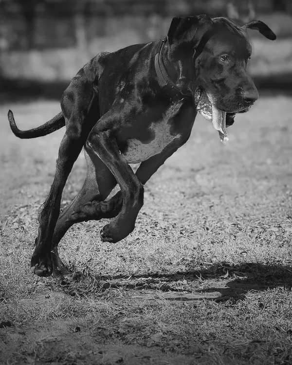 A black and white action shot of a Great Dane in full sprint. This edit highlights the dog's powerful muscles and intense focus, turning a playful run into a piece of dramatic art.