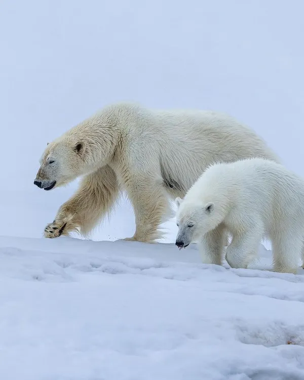 A polar bear mother leads her cub across the snow in Svalbard. Observing and photographing the bond between a mother and her young is one of the most profound experiences an Arctic expedition offers.