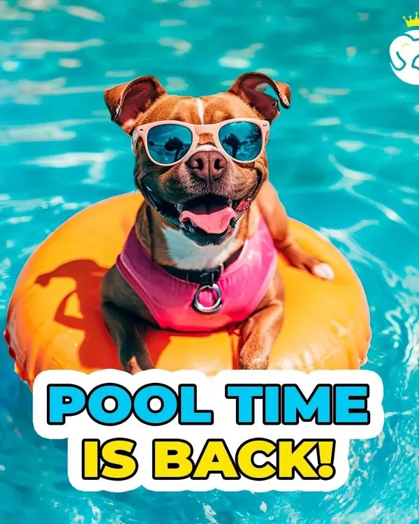 Pool time is back. The sun is out and our pool is ready for your furry friends. Book a refreshing dip for your dog to help them beat the heat and have a blast.
