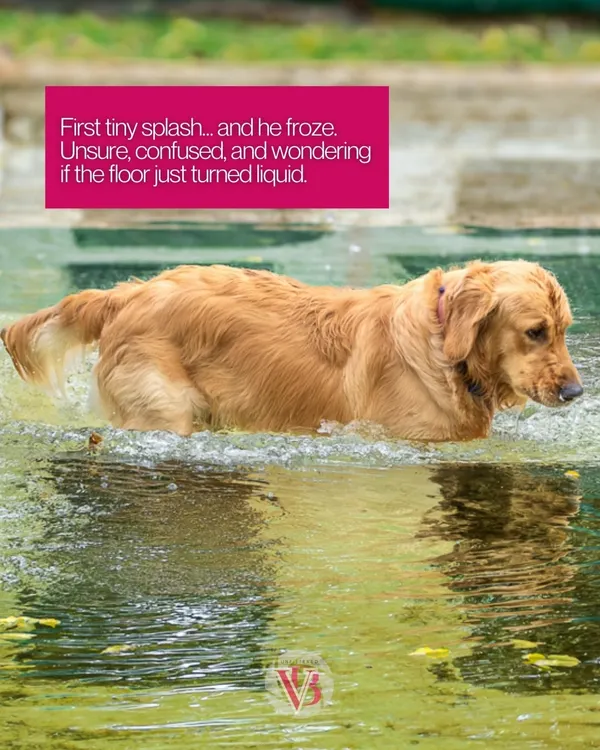 The first moment of discovery. This golden retriever's hesitation as he steps into the water for the first time is a precious, once-in-a-lifetime memory to capture.