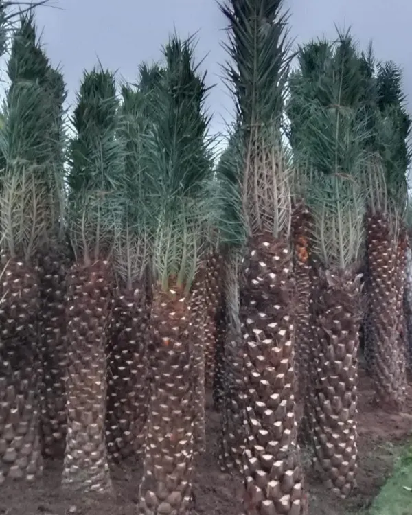 Rows of healthy, mature date palm trees ready for transport and installation. I grow my own large specimen trees to ensure they are strong and ready to make an immediate impact in your landscape.