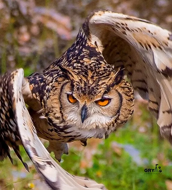 I captured this Indian Eagle Owl taking flight, its intense orange eyes fixed forward. Moments like these, freezing fast action to reveal the power and grace of a predator, are what I live for. This is a prime example of the fine art prints available in my collection.