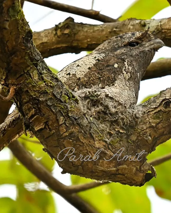 The Sri Lankan Frogmouth, a phantom of the Goan forest. It took me two years to find this bird, whose plumage mimics tree bark so perfectly that it becomes nearly invisible. Only its unblinking eyes give it away.