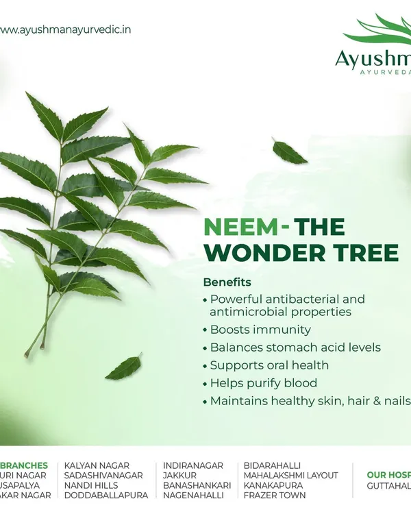 Neem is known in Ayurveda as 'the wonder tree' for its powerful antibacterial and antimicrobial properties. This graphic outlines its many benefits, from boosting immunity and purifying the blood to maintaining healthy skin, hair, and nails.