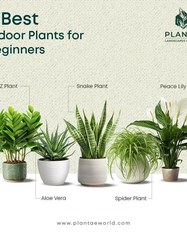 If you are new to houseplants, starting with the right ones is key to success. This guide shows five of the best indoor plants for beginners, including the resilient ZZ Plant, Snake Plant, and Peace Lily, which are known for being forgiving and easy to care for.