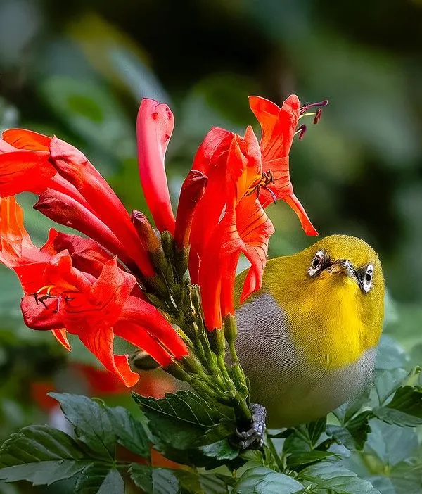 A curious Warbling White-eye peeks out from behind a bright red flower in Binsar. Its direct gaze and the striking color contrast make this a personal favorite, capturing the inquisitive nature of these small birds.