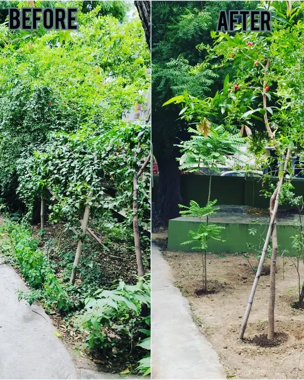 A clear before and after view of our garden cleanup service. We removed overgrown bushes and weeds to create a neat, manageable space with properly supported young trees.
