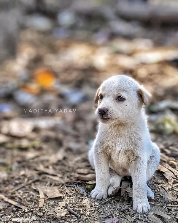 I found this little one on the street, and I just had to take a photo. Look at the innocence in those eyes. My work with streeties is my heart's work, showing the world that every animal, regardless of its home, has a beautiful story and deserves to be seen.
