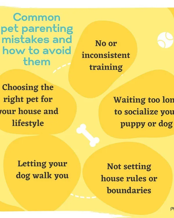 Being a great pet parent involves learning and avoiding common mistakes. This guide covers key areas like choosing the right pet, the importance of consistent training, and setting clear house rules for a harmonious life with your dog.